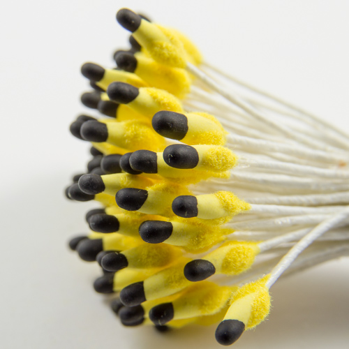 Fluffy yellow black head stamen