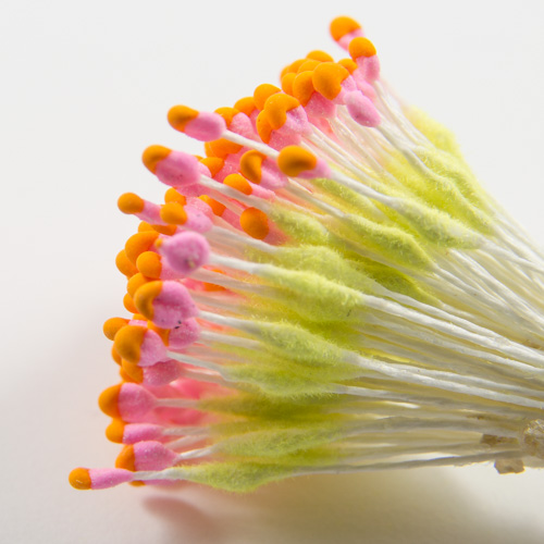 Green with orange and pink head stamen